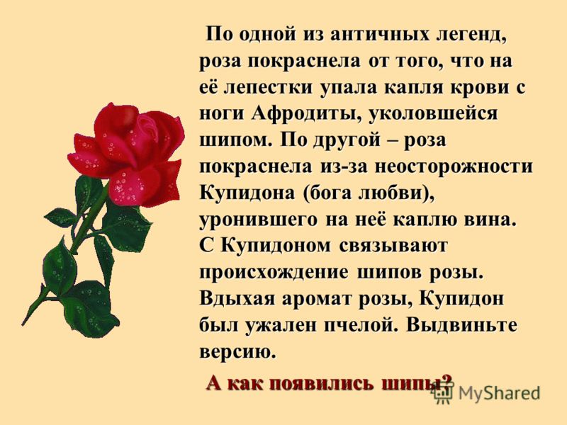 Как описать розу. Легенда о Розе. Описание цветка розы. Легенд и предания о Розе.