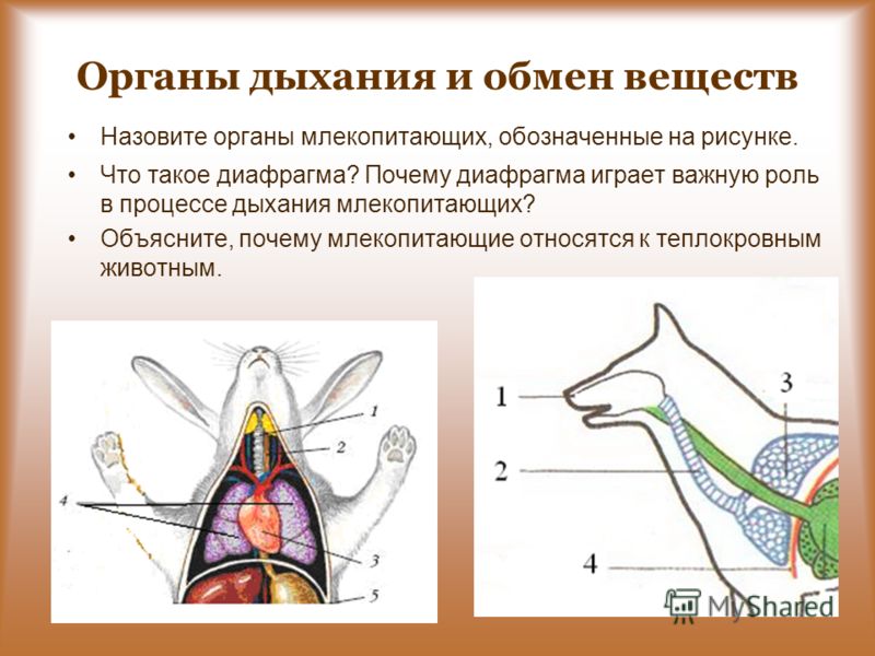 Особенности дыхания зверей. Схема строения дыхательной системы млекопитающих кролик. Дыхательная система кролика схема. Внутреннее строение кролика дыхательная система. Дыхательная система млекопитающих кролик.