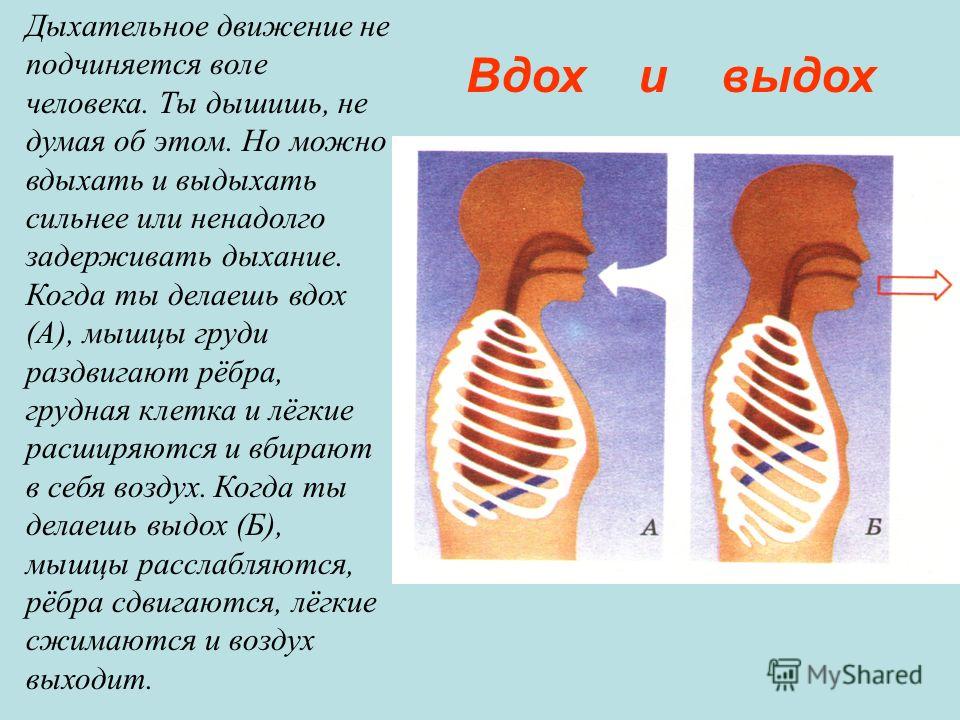 Дыхательные движения человека. Движение воздуха при дыхании. Движение воздуха при вдохе и выдохе. Дыхательные движения осуществляются с помощью. Движение воздуха при вдохе и выдохе у человека.