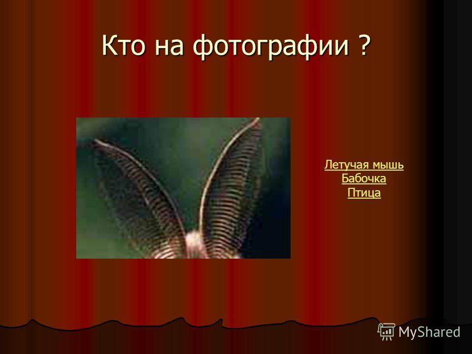 Найти бабочку утку и летучую мышь на картинке и утку