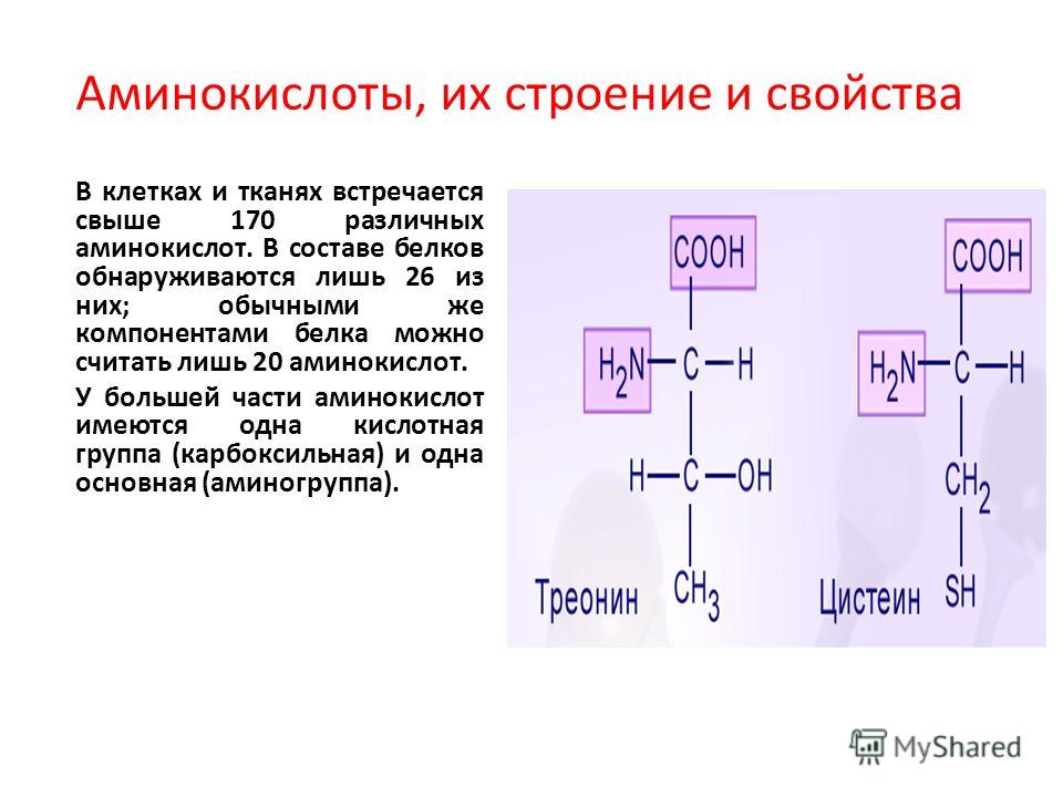 Из аминокислот состоят