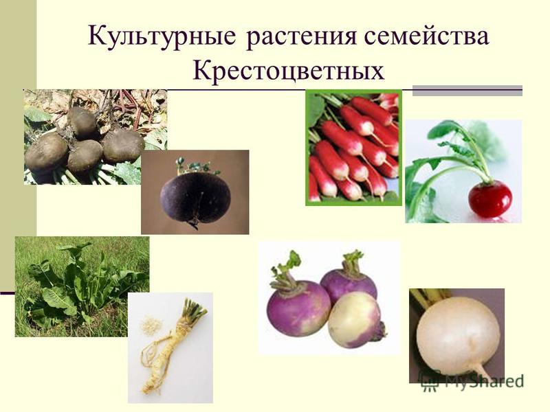 Овощи какое семейство. Список крестоцветных овощей и растений. Пищевые крестоцветные растения.