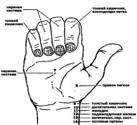 Какие пальцы на руке отвечают за какие органы человека схема расположения у женщин