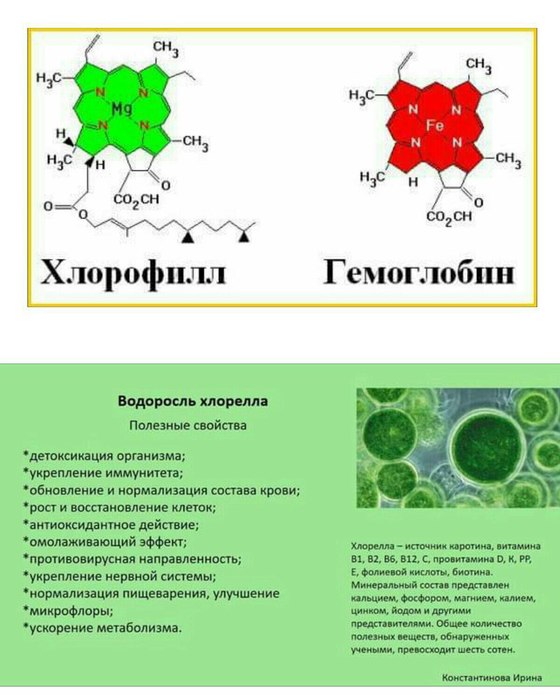 Состав хлорофилла