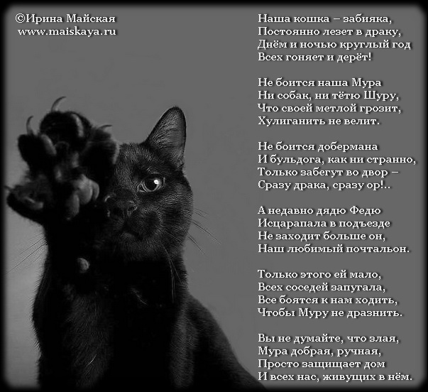 Я стал кошечкой. Стих про черного кота. Стихотворение про кошку. Стихи про чёрных кошек. Стихотворение про черную кошку.