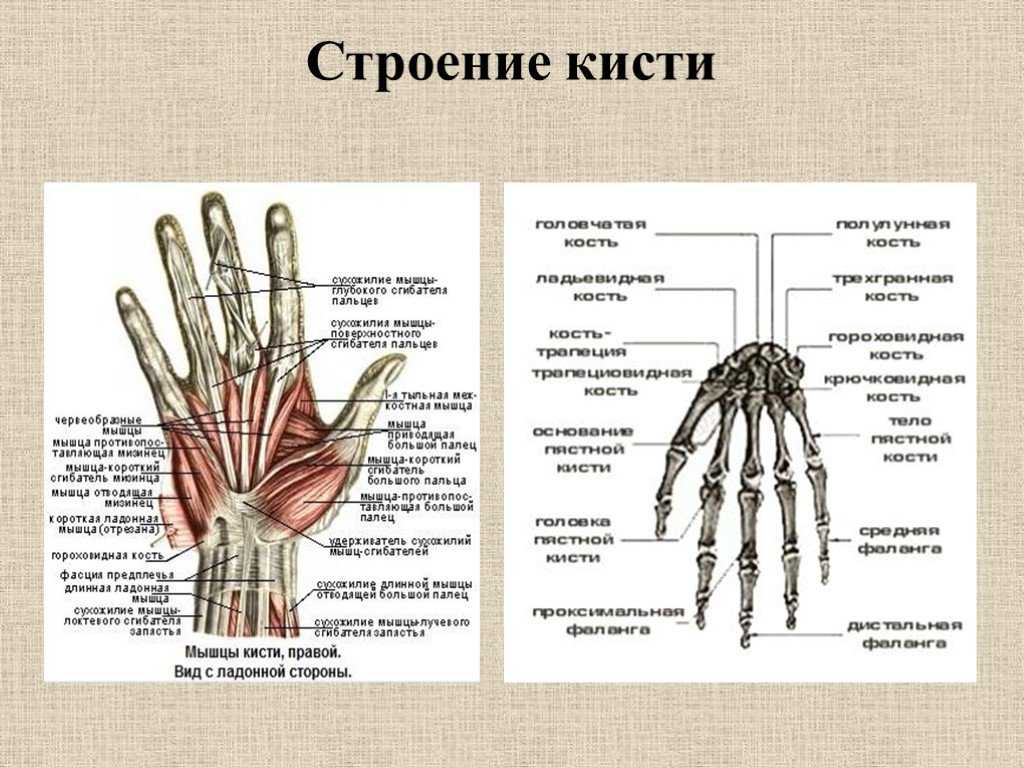 Как называются рисунки на руках