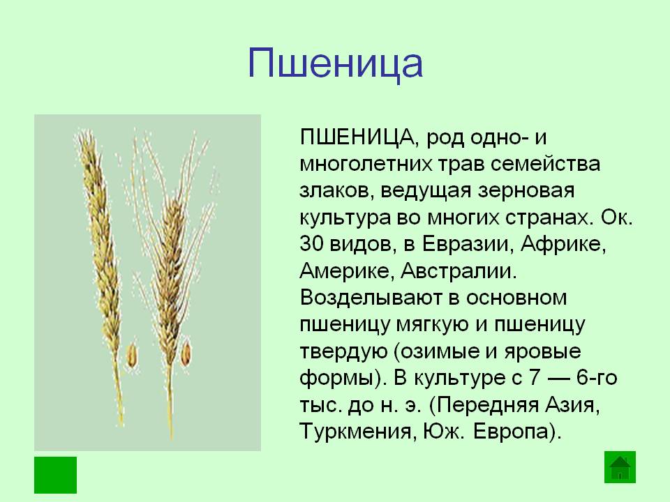 Рожь словосочетание. Пшеница краткое описание. Пшеница описание растения. Сообщение о пшенице. Пшеница доклад.