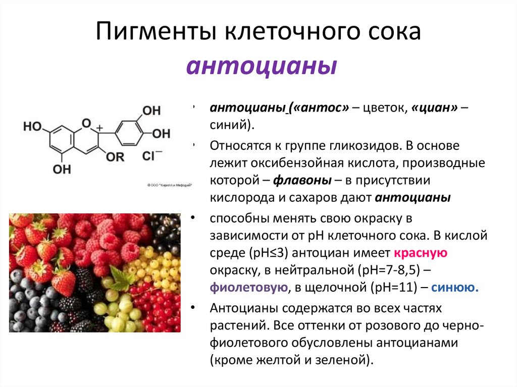 Фитиновая кислота в продуктах. Антоцианы пигменты растений. Каротиноиды и антоцианы. Пигменты клеточного сока.