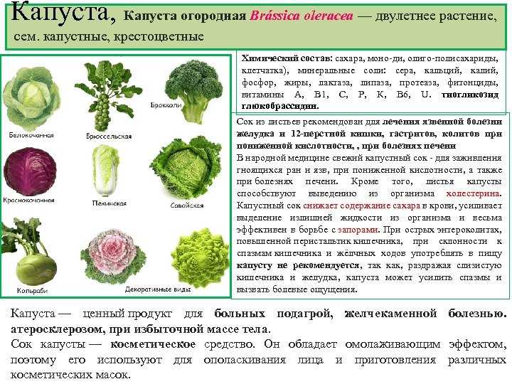 Капуста состав. Капуста белокочанная двулетнее растение. Брокколи семейство крестоцветные. Крестоцветные растения список овощи. Сорта белокочанной капусты таблица.