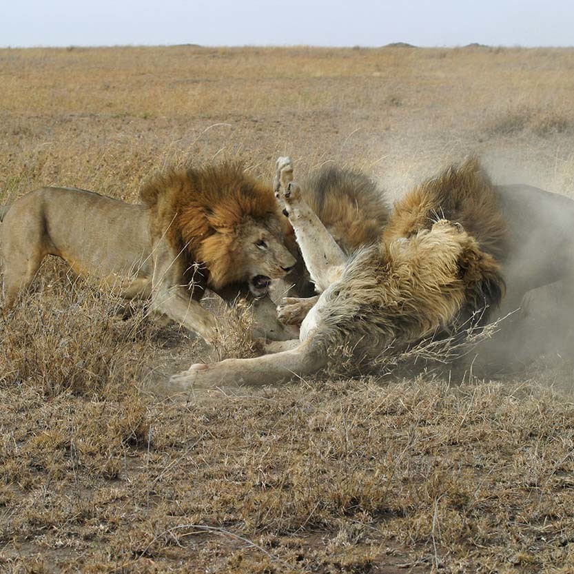 Лев атакует. Битва Львов за Прайд. Львы дерутся. Лев в Африке.