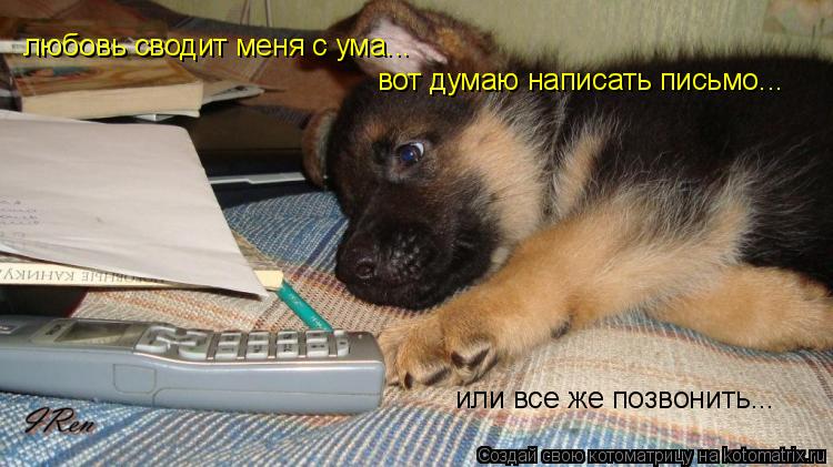 Сума или с ума. Волк пишет письмо. Овчарка сошла с ума. Волк писает. Волк с надписью я схожу с ума.