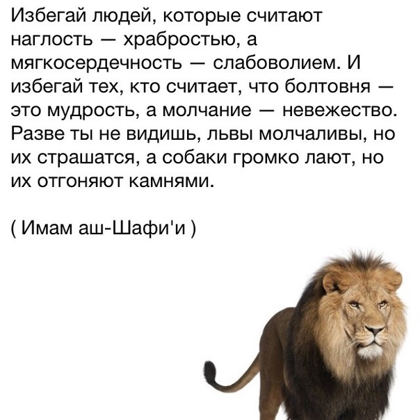 Что за лев этот тигр откуда фраза. Афоризмы про Львов. Лев цитаты. Высказывания про Льва. Высказывания про Львов.