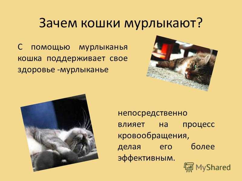 Почему кошки мурлыкают. Почему кошки мурличать. Попочему кошка мурлыкает. Зачем кошки мурлыкают. Почему коты мурлыкают.