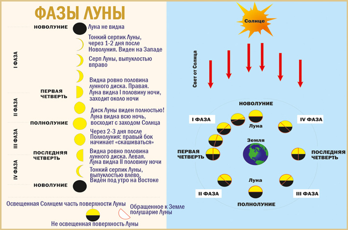 Исследование влияния луны на живые организмы проект