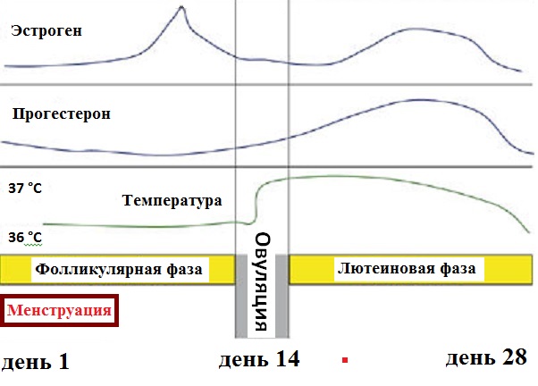 Повышенный прогестерон в лютеиновой фазе. Лютеиновая фаза прогестерон. Лютеиновая фаза прогестерон норма. Норма прогестерона у женщин в лютеиновую фазу. Лютеиновая фаза что это какой день цикла.