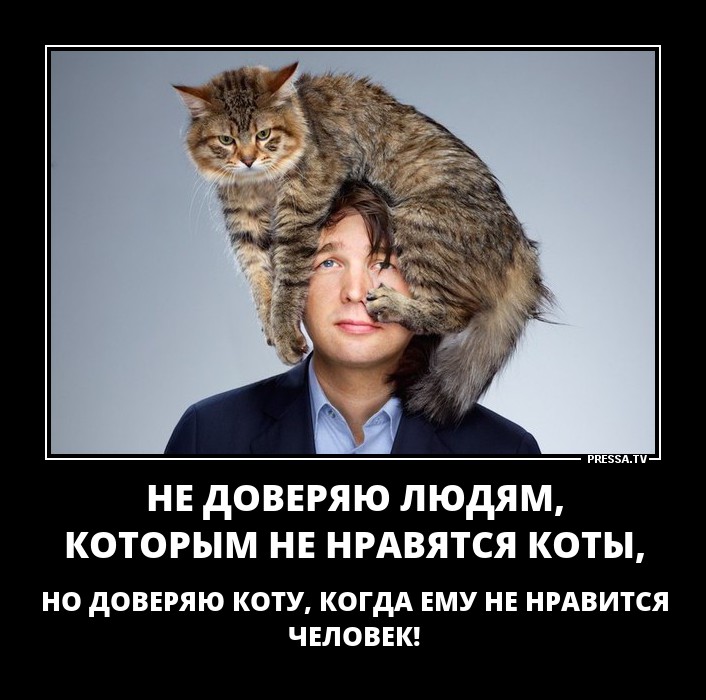 Включи котик люди. Коты не любят людей. Человек который не любит Коти. Кот доверяет.