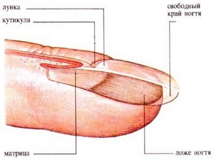 Ногтевой покров. Анатомия ногтевой фаланги. Ногтевая фаланга большого пальца руки анатомия. Панариций фаланги мизинца. Ногтевое ложе.