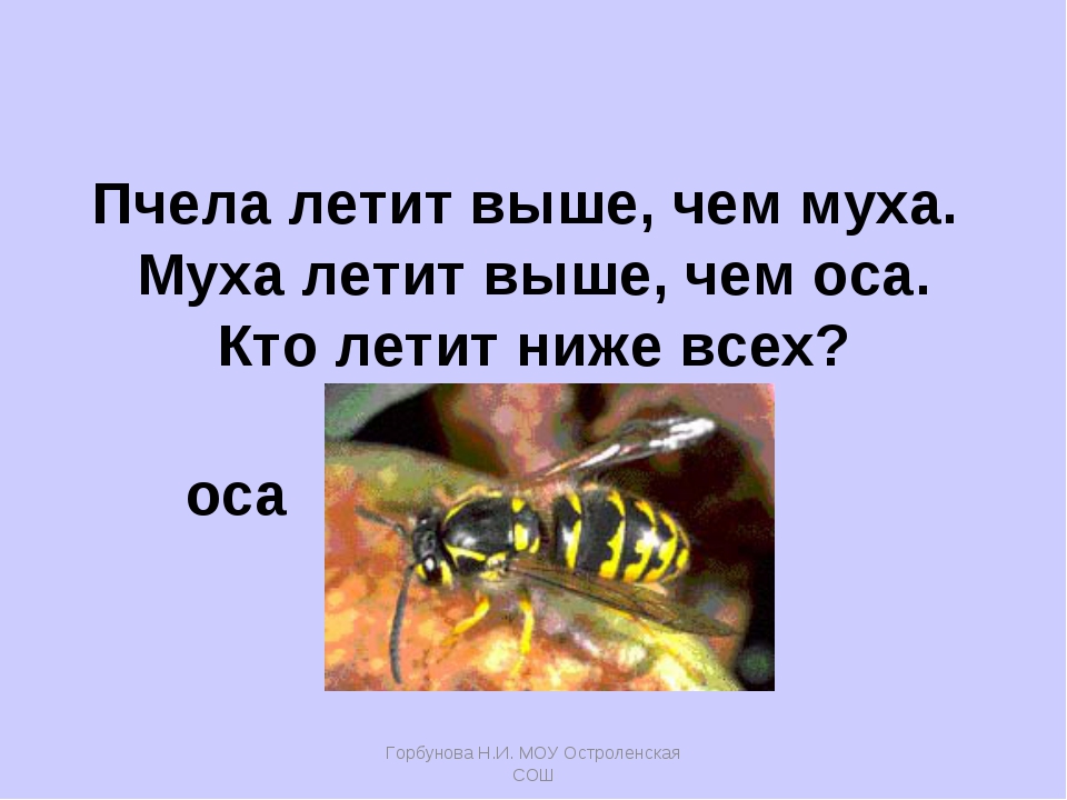 Притча про мух. Притча о пчеле и мухе. Муха и пчела. Муха и пчела басня. Басня Муха и пчела Крылов.