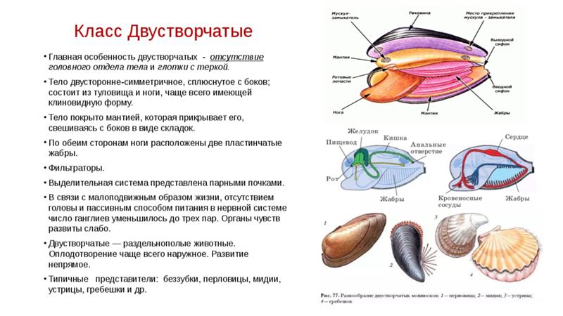 Состав мидии схема