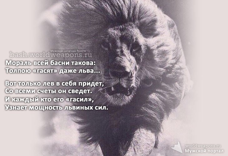 Что за тигр этот лев фраза. Лев цитаты. Статусы про Льва. Высказывания про Льва. Цитаты на фотографиях со львами.