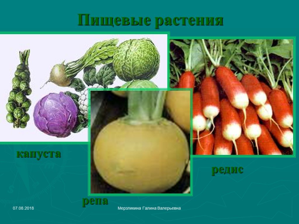 Капуста редис семейство. Пищевые крестоцветные растения. Крестоцветные капуста редис. Пищевые растения семейства крестоцветных. Репа редис крестоцветных.