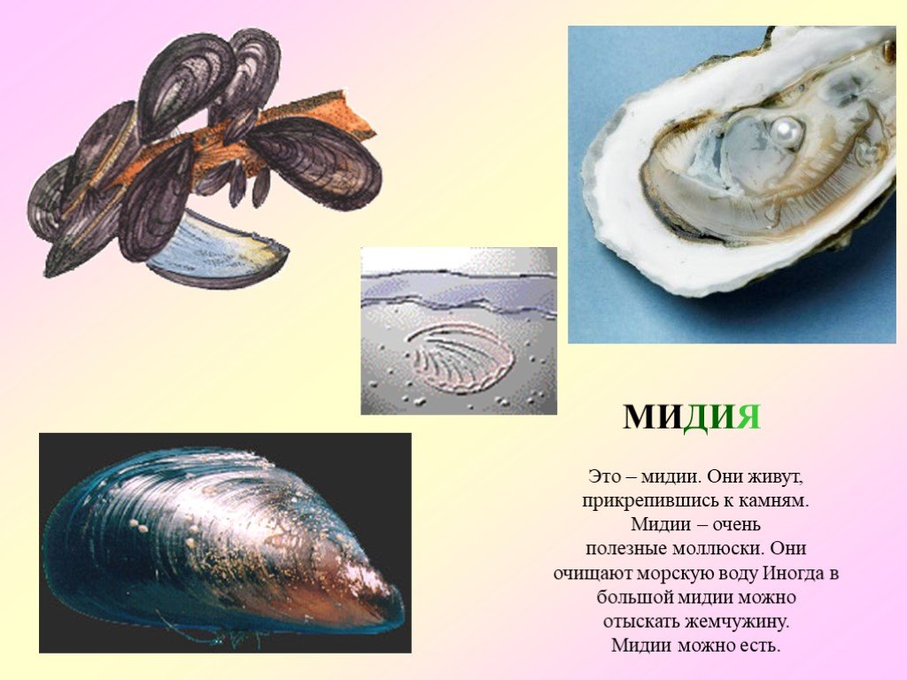 Слово моллюск. Двустворчатый моллюск мидии сообщение. Прикрепленные моллюски. Раковина мидии описание. Мидия моллюск сообщение.