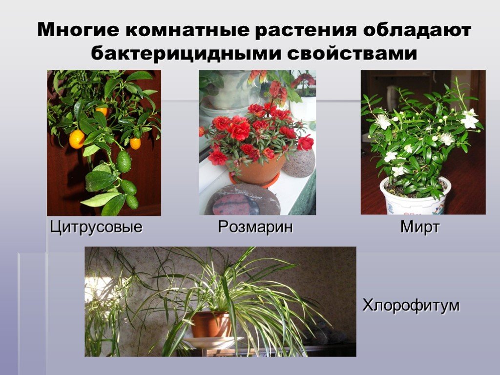 Комнатные растения погибают
