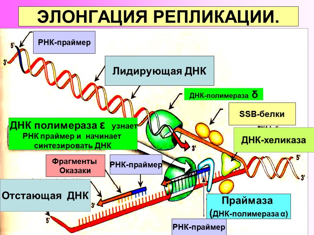 Праймер биология. РНК полимераза в репликации ДНК. Этап элонгации в репликации ДНК. Репликация ДНК ФРАГМЕНТЫ Оказаки. РНК праймер в репликации.