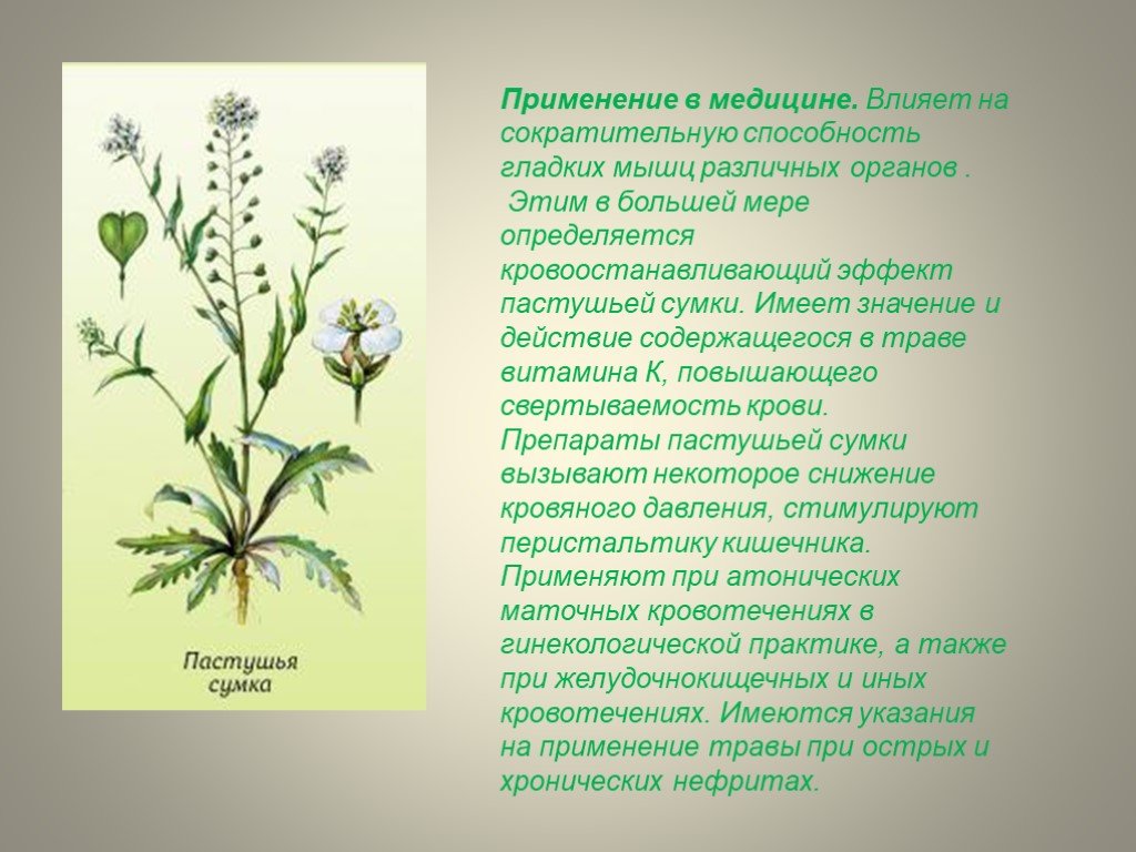 Растение пастушья сумка фото и описание и лечебные