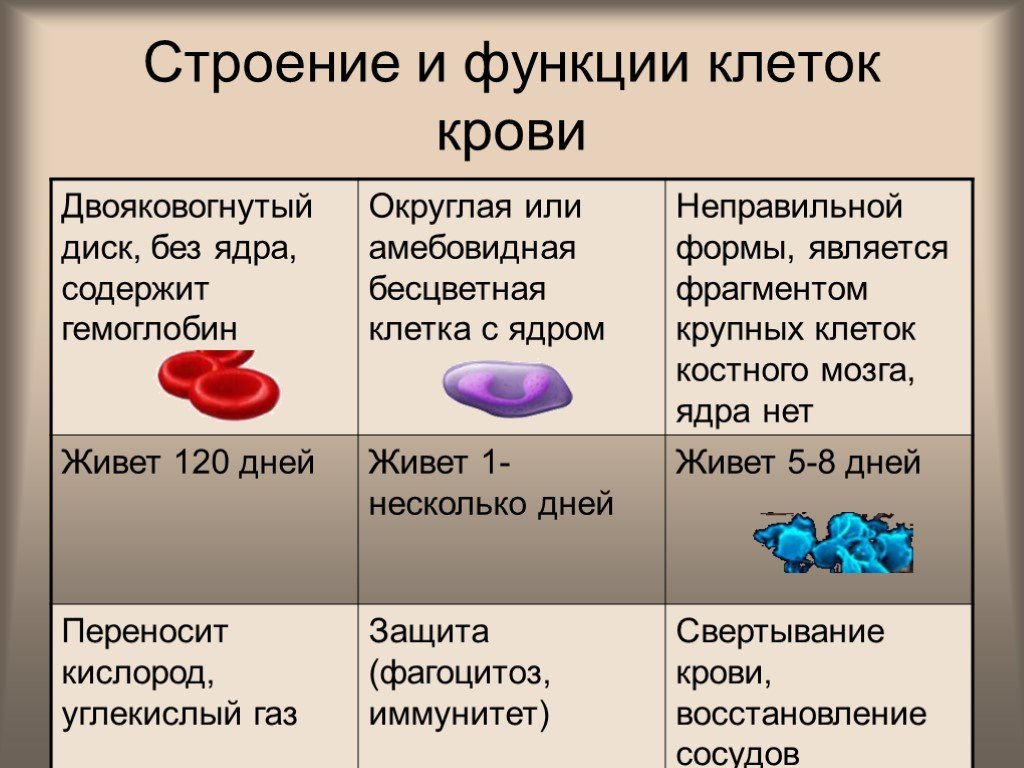 На рисунке изображены самые многочисленные наиболее эластичные форменные элементы крови человека