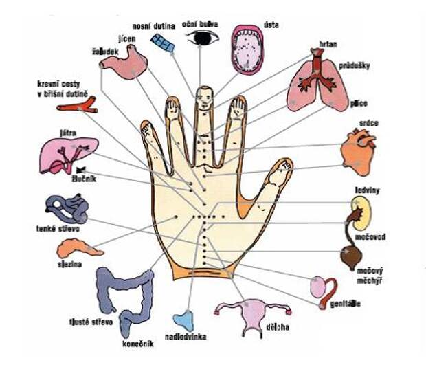 Какие пальцы на руке отвечают за какие органы человека схема