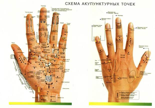 Какие пальцы на руке отвечают за какие органы человека схема