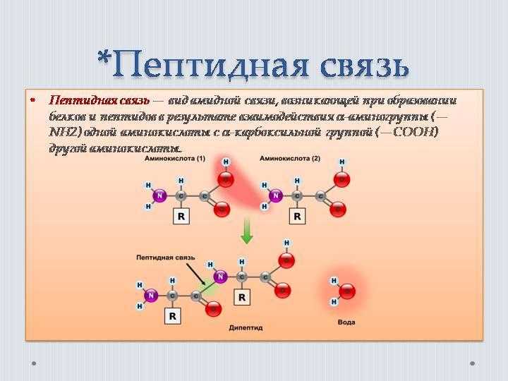 Связи аминокислот