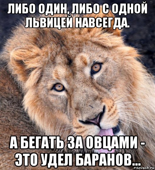 Что за тигр этот лев фраза. Цитаты про Львов. Цитаты про львицу. Статусы про Льва. Статусы про Львов.