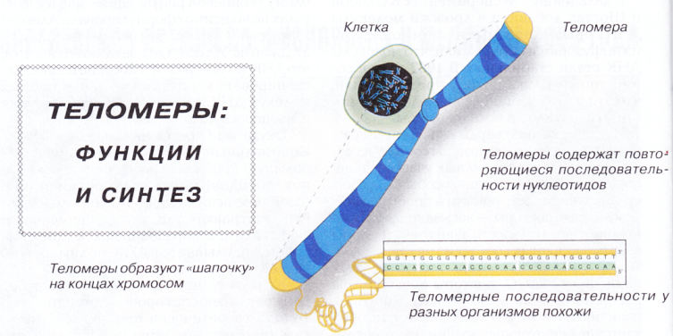 Клетка времени. Теломеры строение и функции. Теломеры хромосом функции. Строение и функции теломер. Строение хромосомы теломеры.