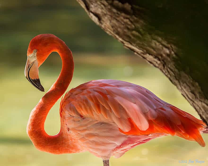 Фломинго. Фламинго водоплавающий?. Розовый Фламинго. Розовый Фламинго птица. Обыкновенный Фламинго.