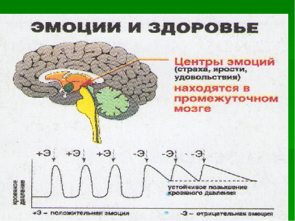 Уровни мозга. Центр мозга отвечающий за эмоции. Эмоциональная карта мозга. Эмоции в мозге человека. Центры удовольствия в мозге.