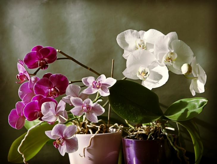 Подарили орхидею в горшке. Фаленопсис приметы. Цветёт Орхидея примета. Орхидеи суеверия. Орхидеи дарят.