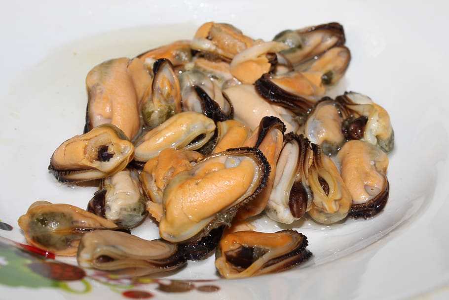 Питание моллюсков