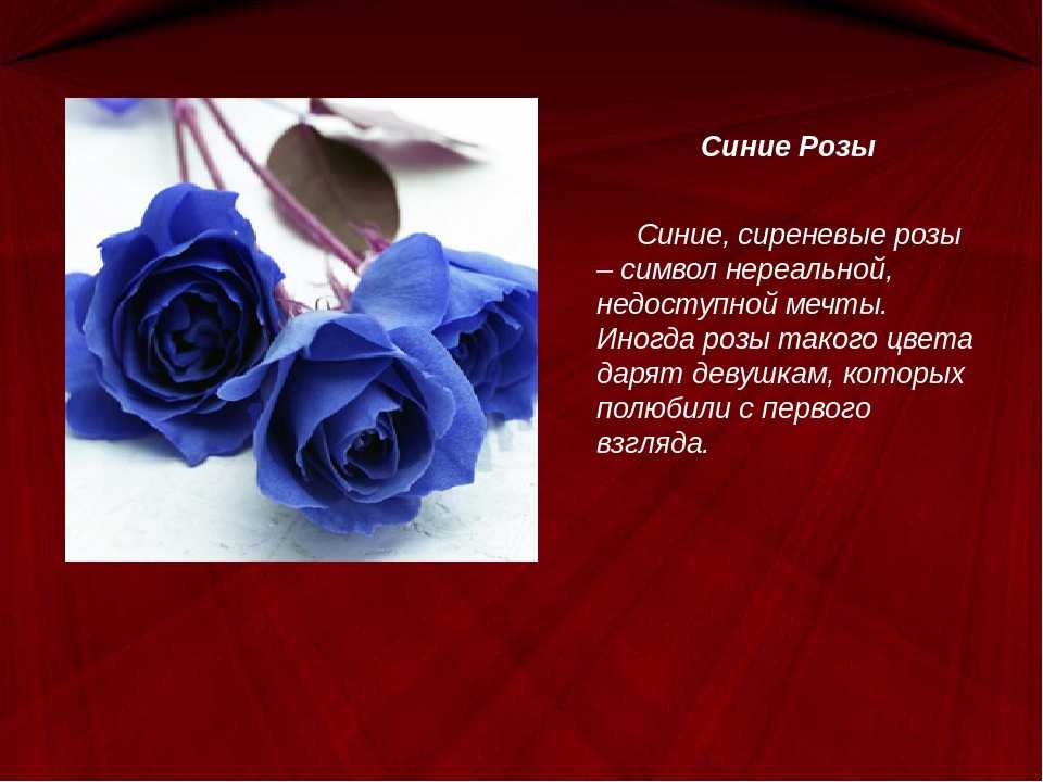 Что означает синие цветы. Синие розы значение на языке цветов. Голубые розы на языке цветов.