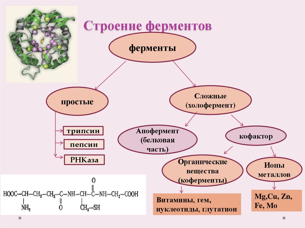 Белки схема химия