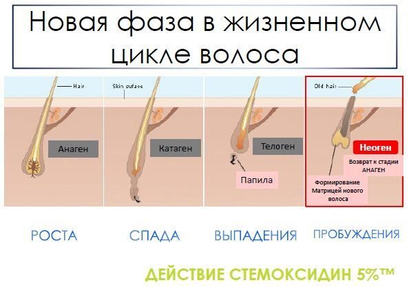 Рост волос на голове схема