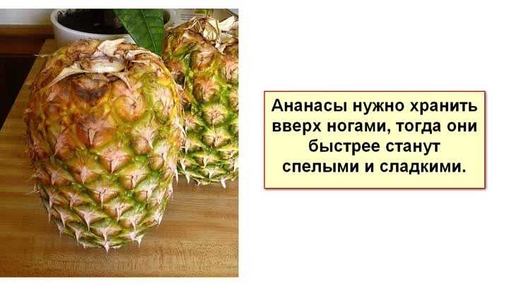 Как хранить ананас до нового. Ананас хранение. Как хранить свежий ананас. Зачем нужен ананас для мужчин. Сохраненные ананасы.