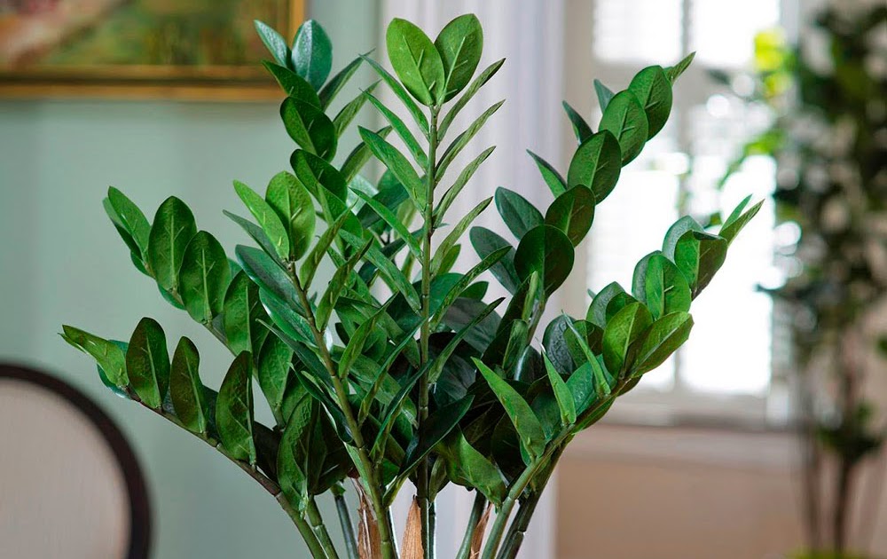 Zamioculcas долларовое дерево