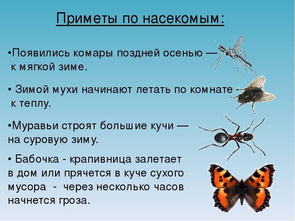 Зимой дома появилась муха. Приметы про бабочек. Приметы про насекомых. Примета залетела бабочка. Приметы о муравьях.