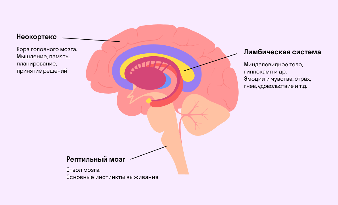 Центр эмоций находится. Лимбическая система головного мозга. Лимбическая кора головного мозга. Строение головного мозга + неокортекс. Гиппокамп и неокортекс.