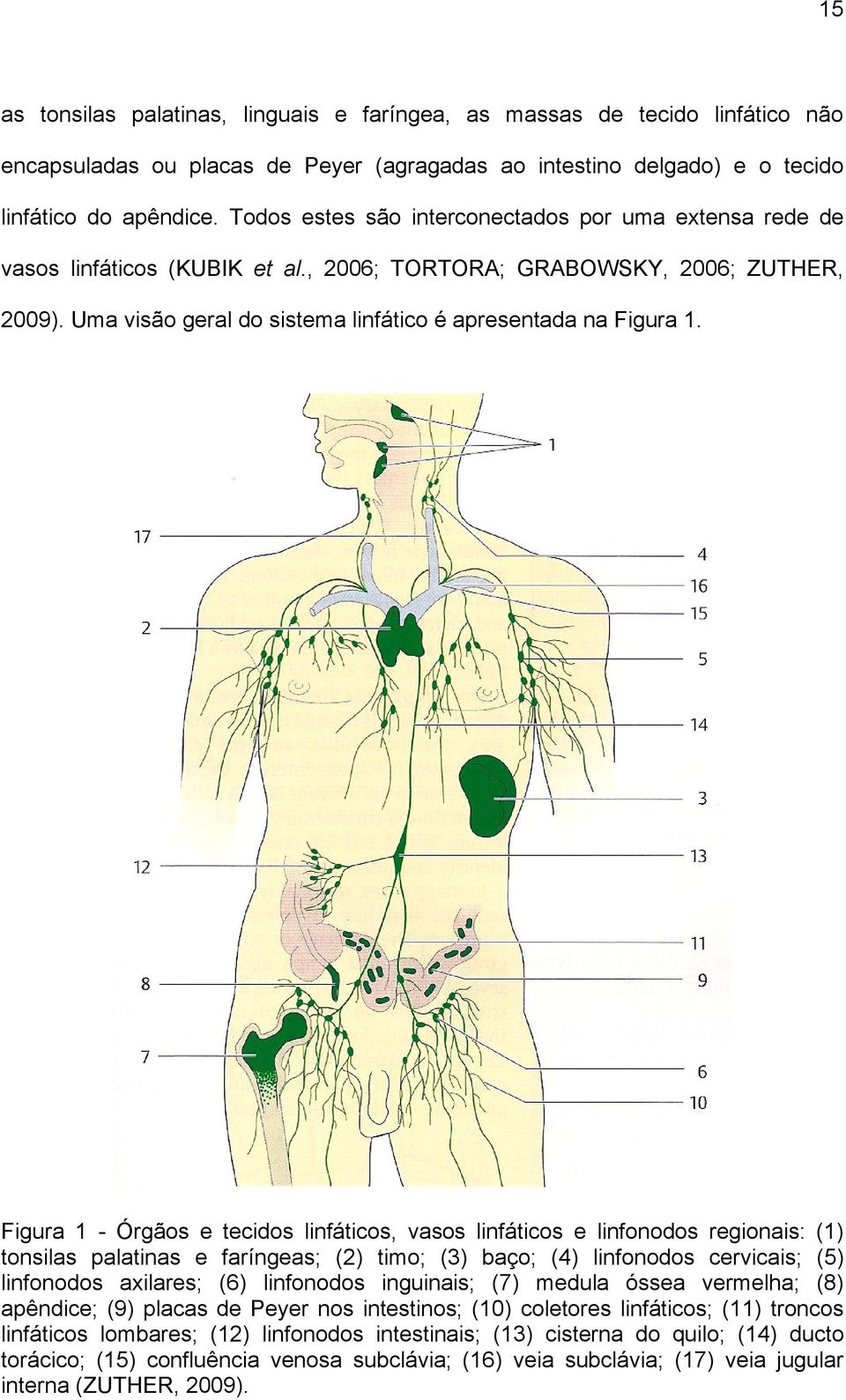 Лимфатическая система важнейшая. Лимфатическая система лимфоузлы. Лимфатическая система человека схема движения. Лимфатическая система человека схема движения лимфы. Лимфатическая система схема паховые лимфоузлы.