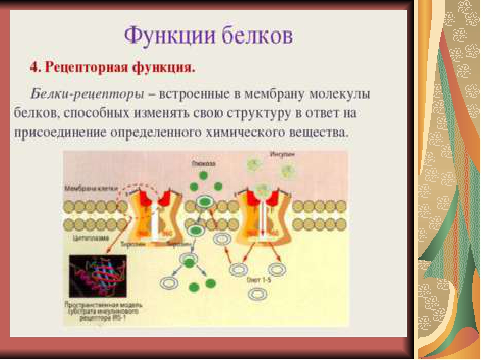 Пластические белки. Пластическая функция белков. Рецепторная функция белков. Рецептурная функция белков. Рецепторные белки функции.