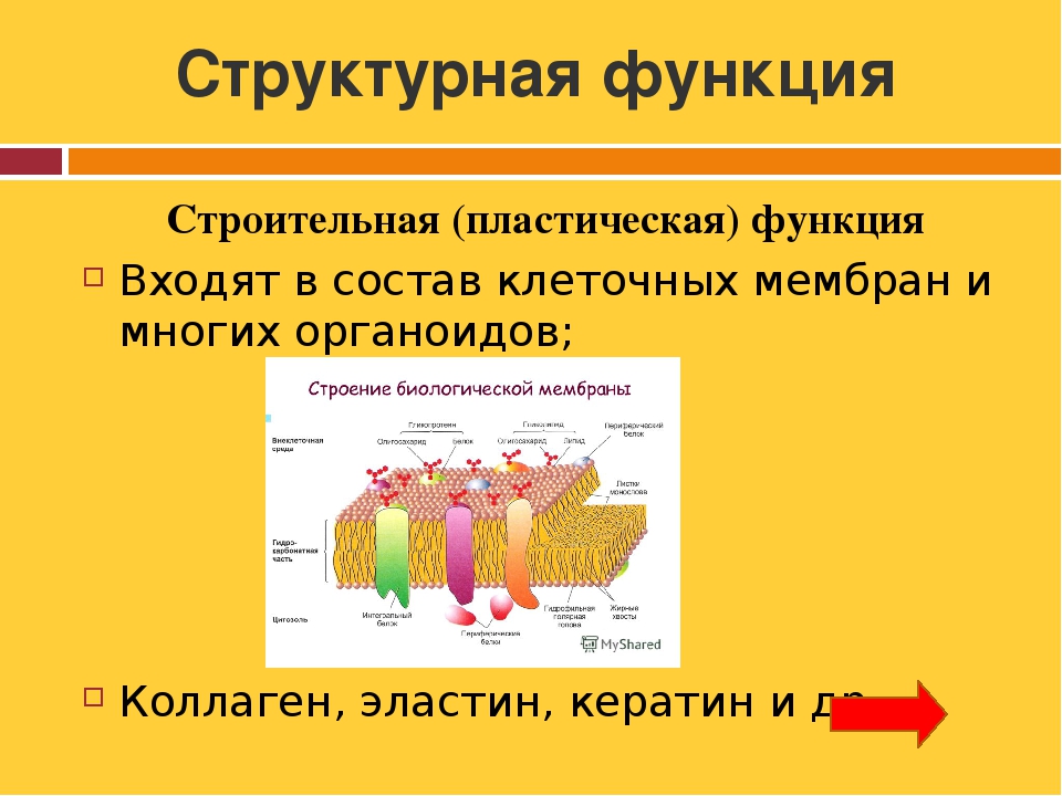 Белок кератин функции