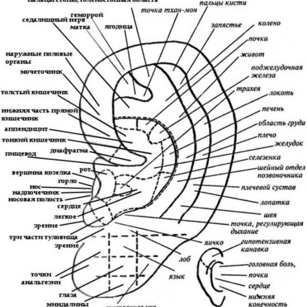 Проекции органов человека. Схема висцерального массажа по Огулову. Проекционные зоны по Огулову а.т.. Схема точек для висцерального массажа по Огулову. Огулов схема человека.